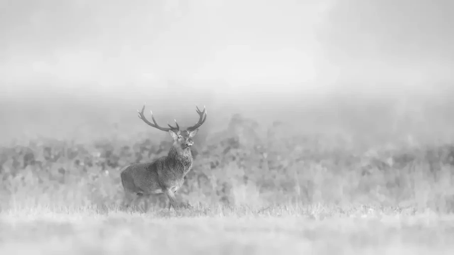 020 cerf dans la brume