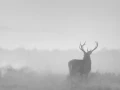 021 cerf dans la brume