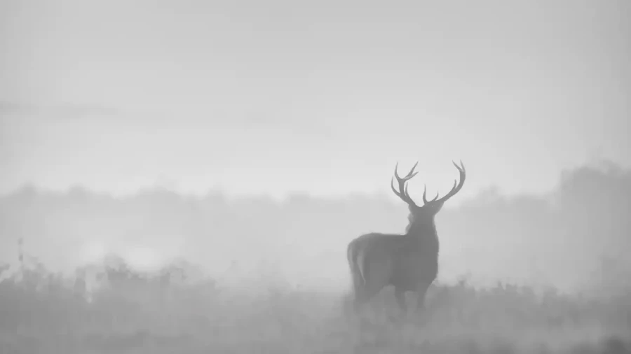 021 cerf dans la brume