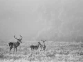 022 cerf dans la brume