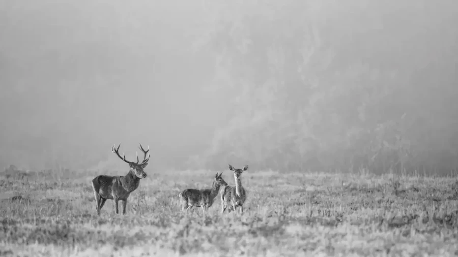 022 cerf dans la brume