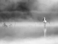 0001 oiseau zones humides noir et blanc