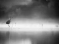 0002 oiseau zones humides noir et blanc