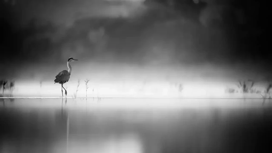0002 oiseau zones humides noir et blanc