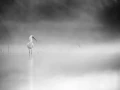 0003 oiseau zones humides noir et blanc