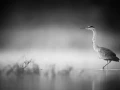 0004 oiseau zones humides noir et blanc