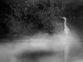 0006 oiseau zones humides noir et blanc