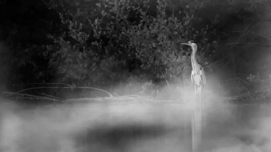0006 oiseau zones humides noir et blanc