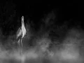 0007 oiseau zones humides noir et blanc