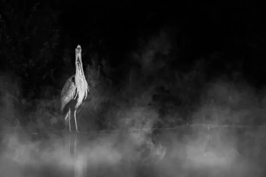 0007 oiseau zones humides noir et blanc