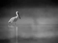 0008 oiseau zones humides noir et blanc