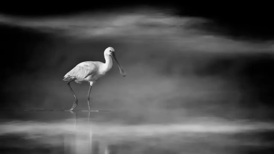 0009 oiseau zones humides noir et blanc