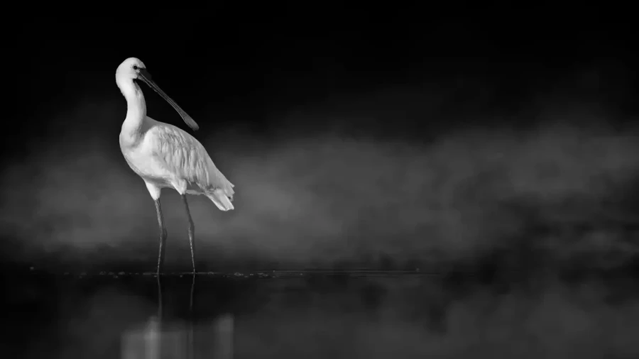0010 oiseau zones humides noir et blanc
