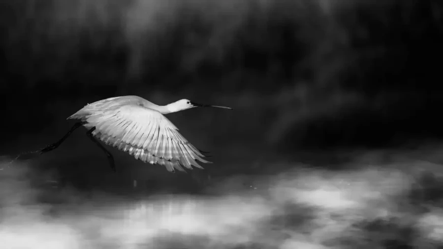 0011 oiseau zones humides noir et blanc