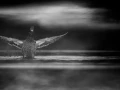 0012 oiseau zones humides noir et blanc