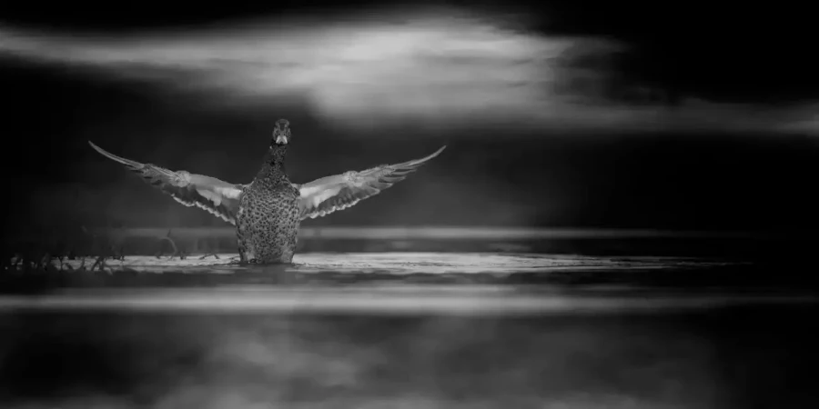 0012 oiseau zones humides noir et blanc