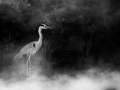 0013 oiseau zones humides noir et blanc
