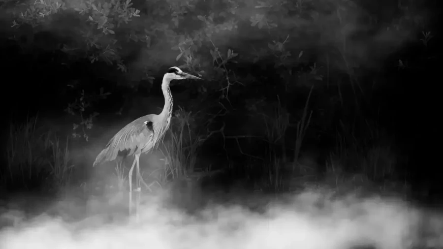 0013 oiseau zones humides noir et blanc