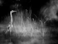 0015 oiseau zones humides noir et blanc