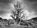 0002 paysage etats unis noir et blanc