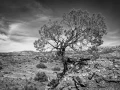 0007 paysage etats unis noir et blanc