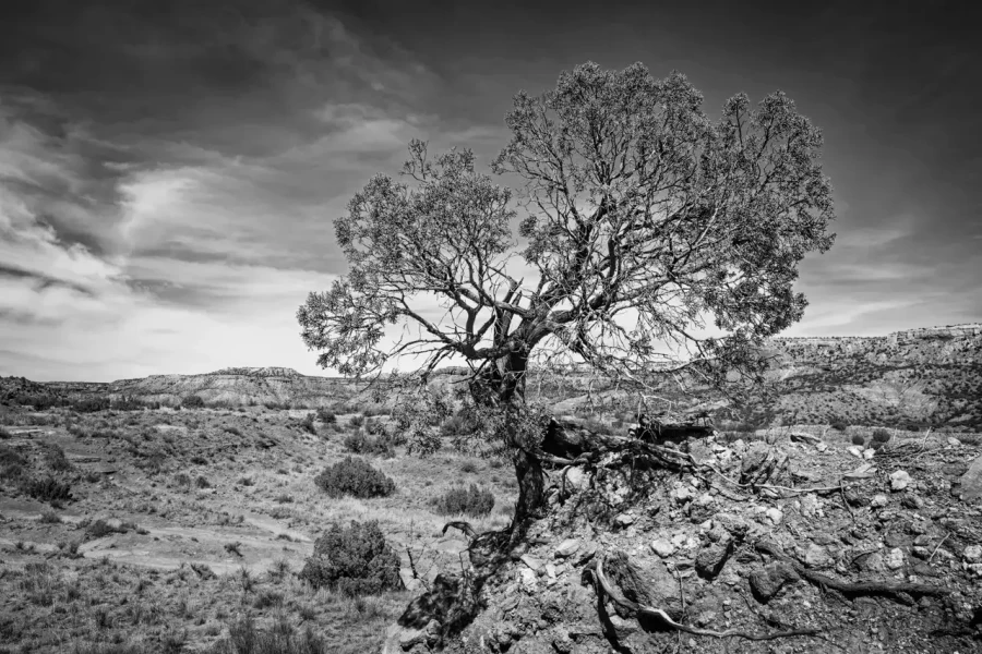 0007 paysage etats unis noir et blanc