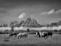 0026 paysage etats unis noir et blanc