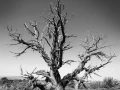 0045 paysage etats unis noir et blanc