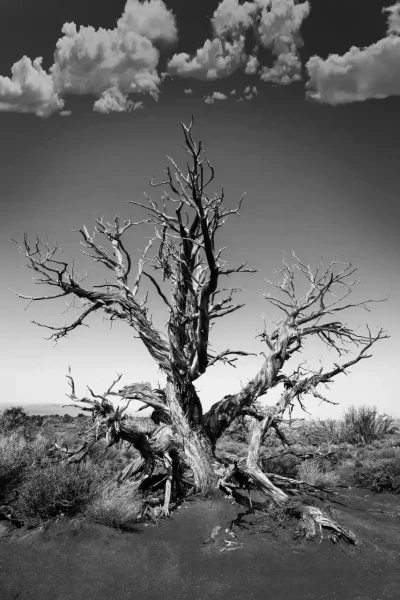 0045 paysage etats unis noir et blanc