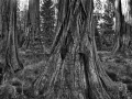 0071 paysage etats unis noir et blanc