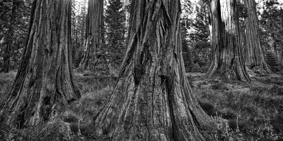 0071 paysage etats unis noir et blanc