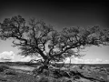 0084 paysage etats unis noir et blanc