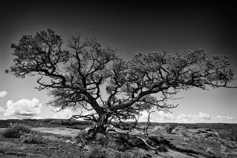 0084 paysage etats unis noir et blanc