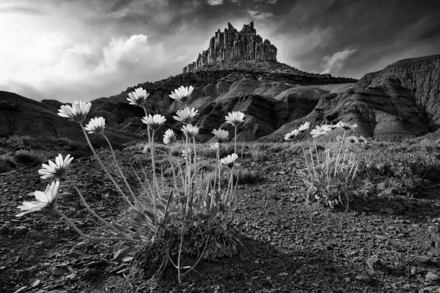 0090 paysage etats unis noir et blanc