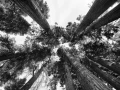 0137 paysage etats unis noir et blanc