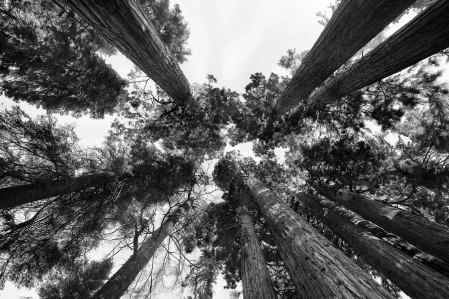 0137 paysage etats unis noir et blanc