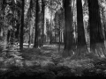 0138 paysage etats unis noir et blanc