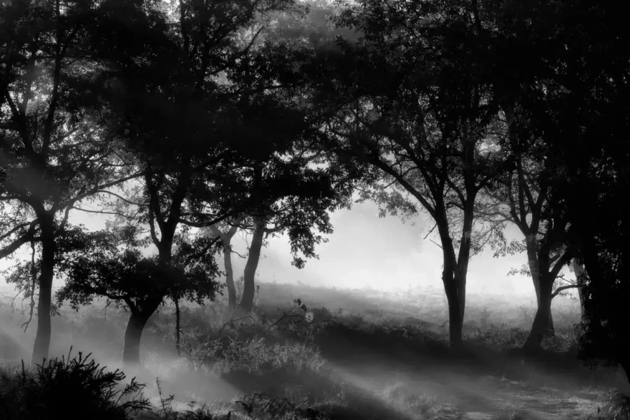 Paysage de la Haute-Saintonge en Charente-Maritime en France en noir et blanc