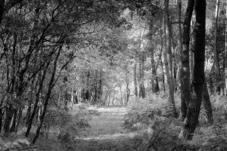 Paysage de la Haute-Saintonge en Charente-Maritime en France en noir et blanc