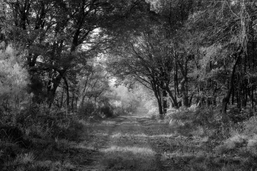 Paysage de la Haute-Saintonge en Charente-Maritime en France en noir et blanc