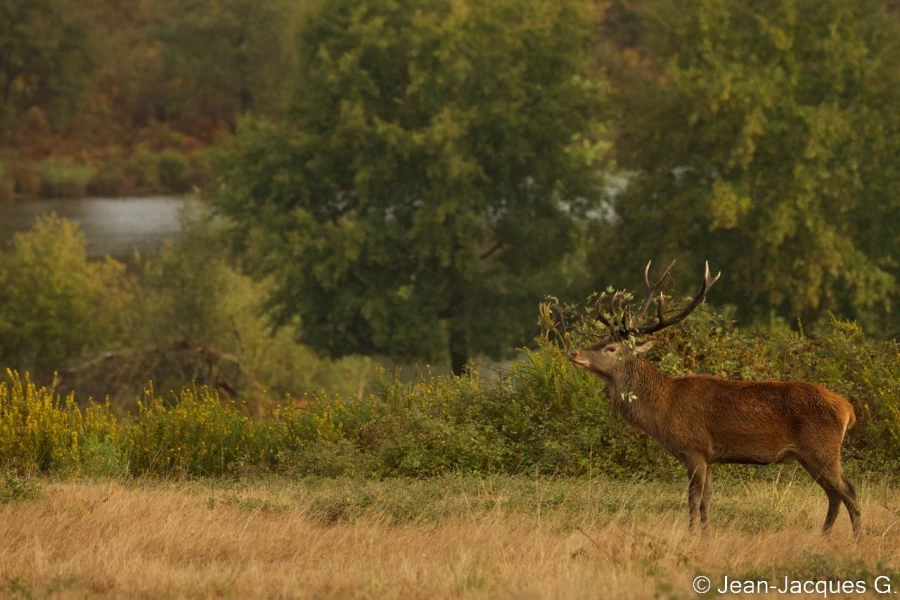 stage photo brame du cerf 25 septembre 2022