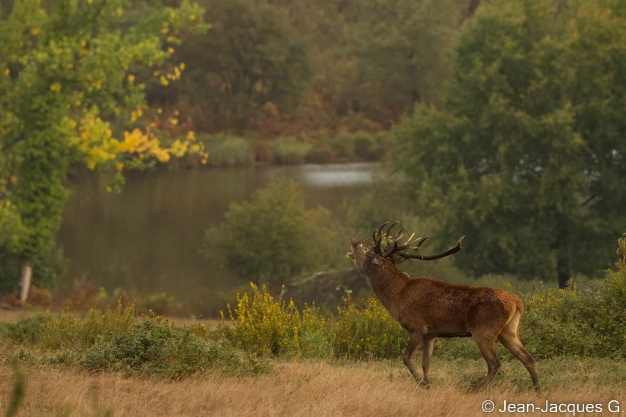 stage photo brame du cerf 25 septembre 2022