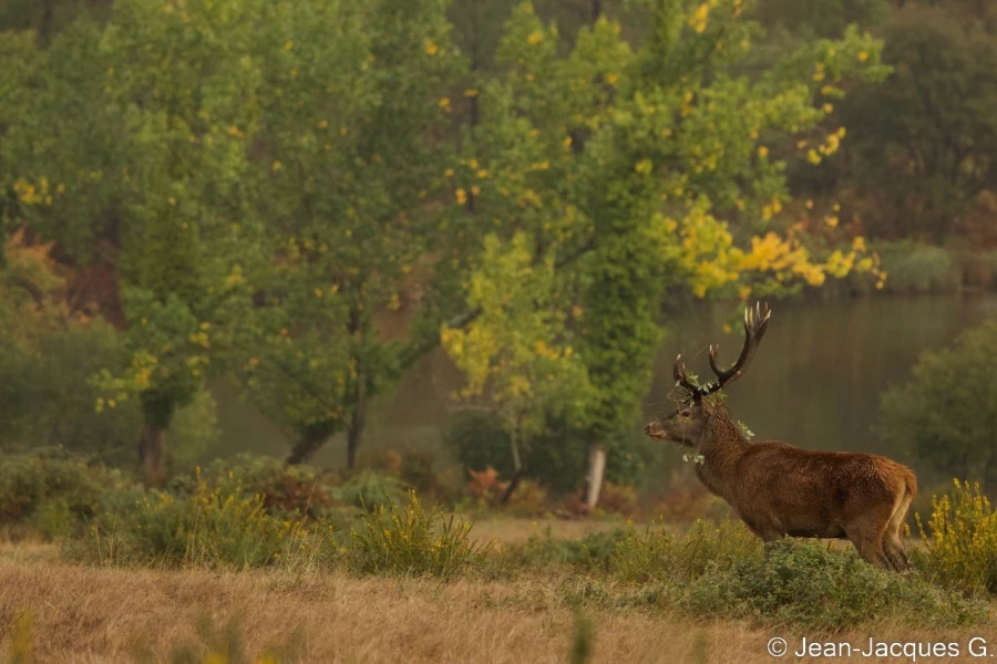 stage photo brame du cerf 25 septembre 2022