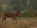 stage photo brame du cerf 25 septembre 2022