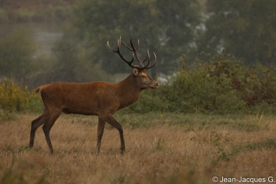 stage photo brame du cerf 25 septembre 2022