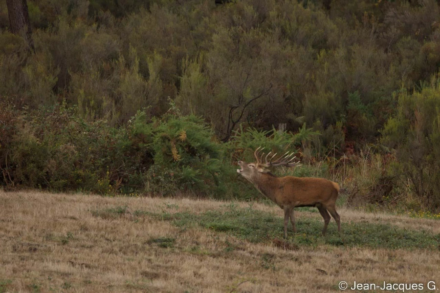 stage photo brame du cerf 25 septembre 2022