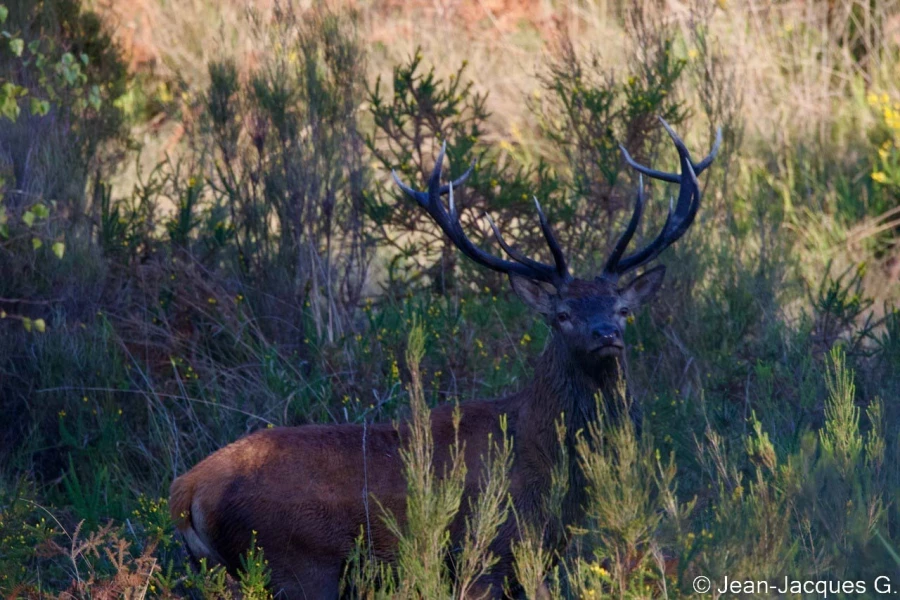 stage photo brame du cerf 25 septembre 2022