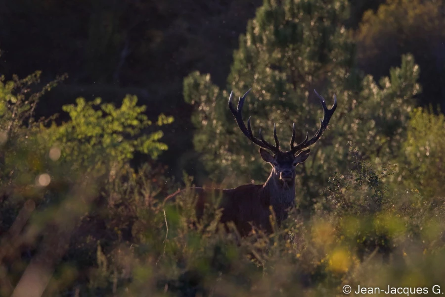 stage photo brame du cerf 25 septembre 2022