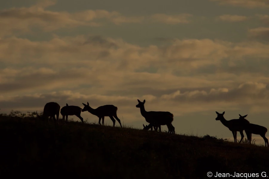 stage photo brame du cerf 25 septembre 2022