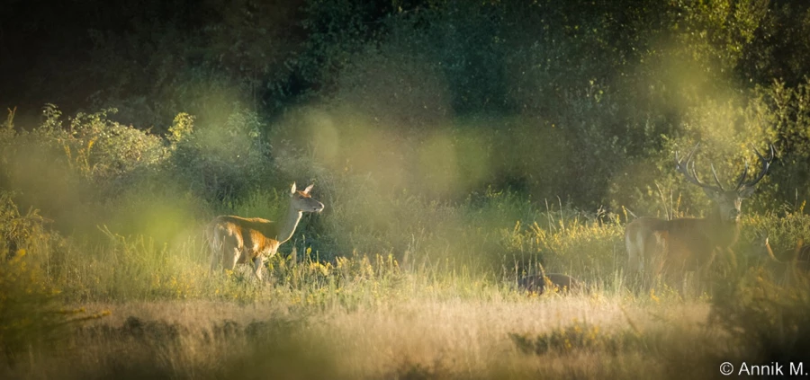 stage photo brame du cerf 25 septembre 2022